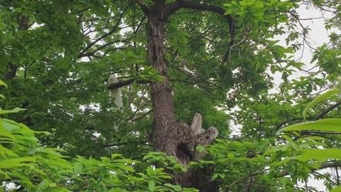 White peacock perched on tree in forest, low-angle pov Stock Footage 279907941