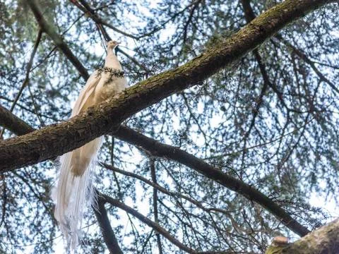 White peacock perched on a tree Stock Photos