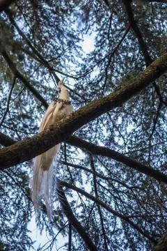 White peacock perched on a tree Stock Photos