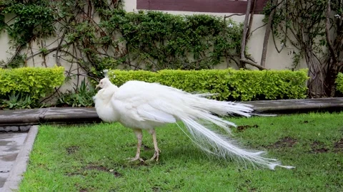 White peacock perching on the grass and walking in the garden Stock Footage 165190550
