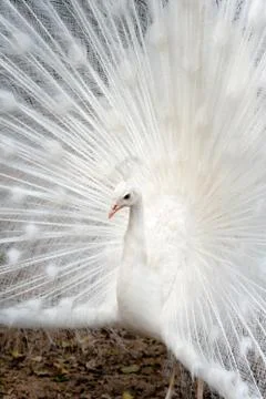 White peacock Stock Photos
