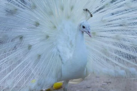 White peacock Stock Photos
