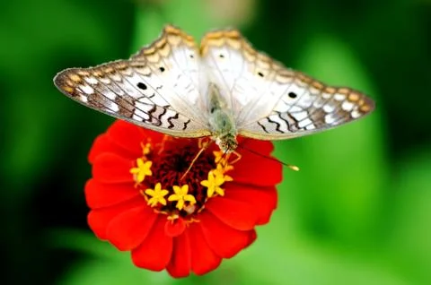 White peacock Stock Photos