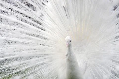 White peacock Stock Photos