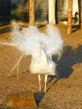 White peacock. Stock-Fotos