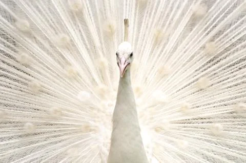 White peacock Photos