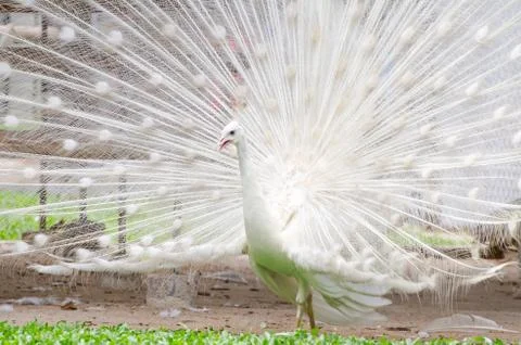 White peacock Stock Photos