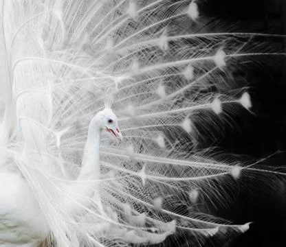 White peacock Stock Photos