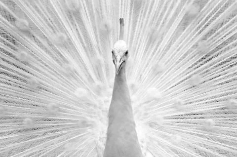 White peacock Photos