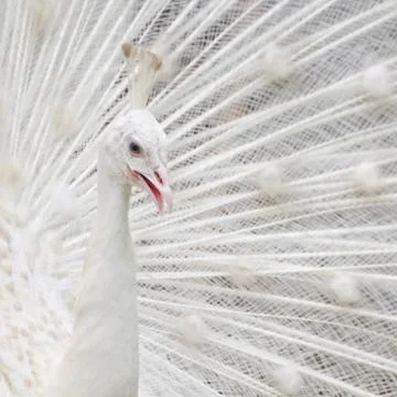 White peacock Stock Photos