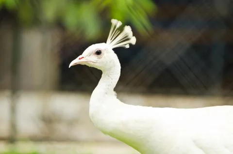 White peacock Foto stock