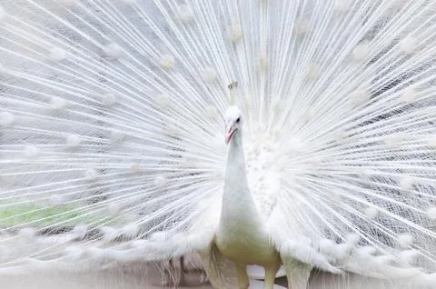 White peacock Stock Photos