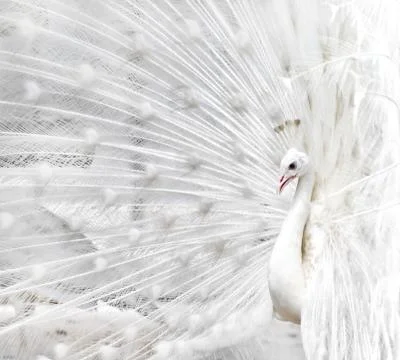 White peacock Fotos de archivo
