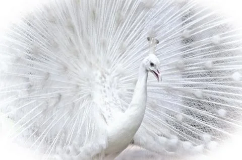 White peacock Fotos de archivo