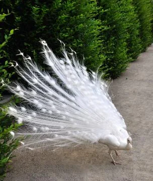 White peacock Stock Photos