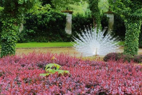 The white peacock Stock Photos