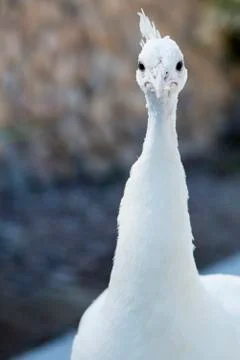 White Peacock Stock Photos