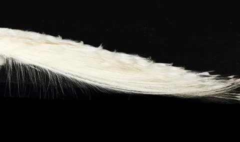 White Peacock Stock Photos