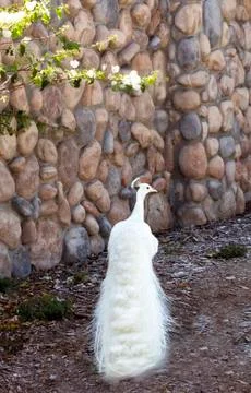 White Peacock Stock Photos