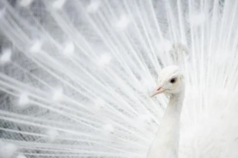 White peacock Fotos de archivo