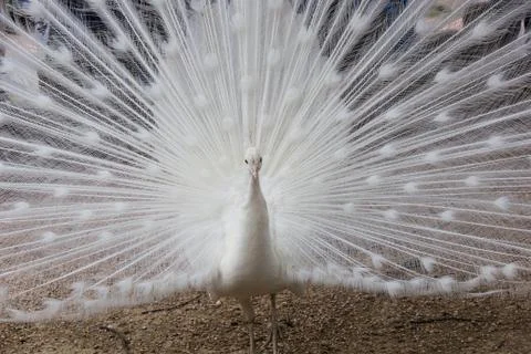 White peacock Stock Photos