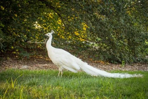 White peacock Stock Photos