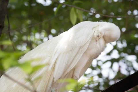 White Peacock Stock Photos