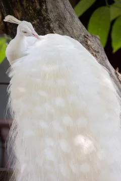 White Peacock Stock Photos