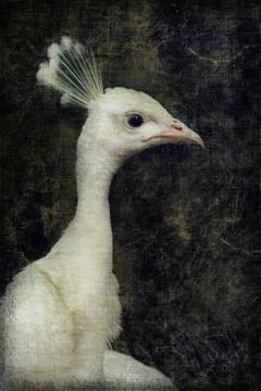 White peacock Foto stock