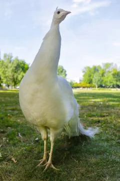 White peacock Stock Photos