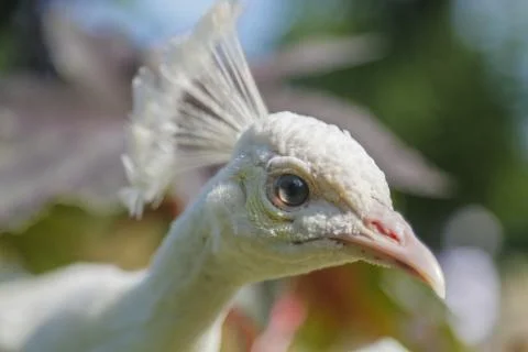 White peacock Stock Photos