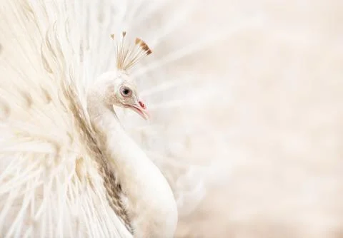 White peacock Stock Photos