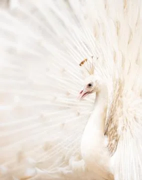 White peacock Stock Photos
