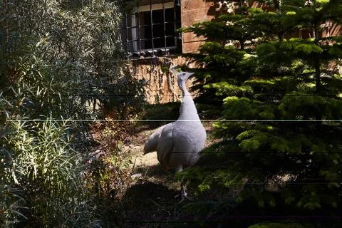 White peacock Stock Photos