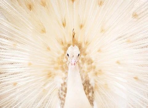 White peacock Stock Photos