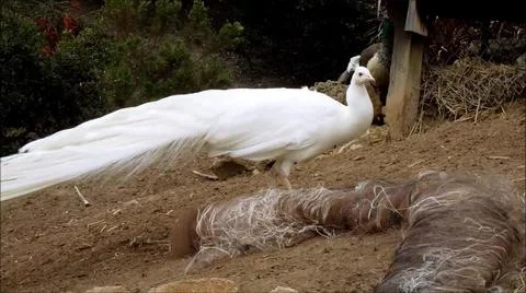 White Peacock 스톡 사진