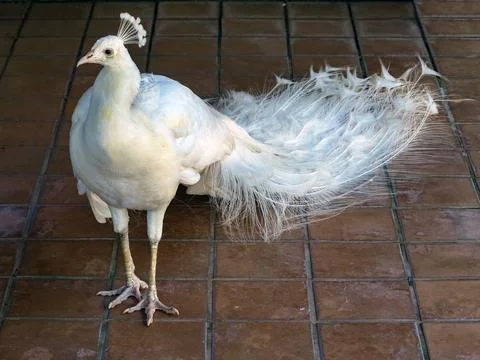 White Peacock Stock Photos