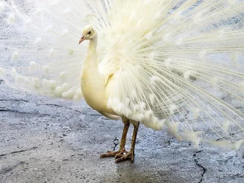 White Peacock Stock Photos