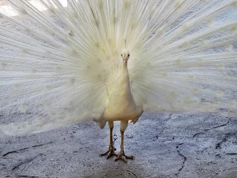 White Peacock Stock Photos
