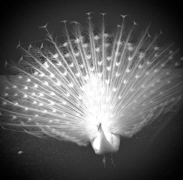 White peacock Foto stock