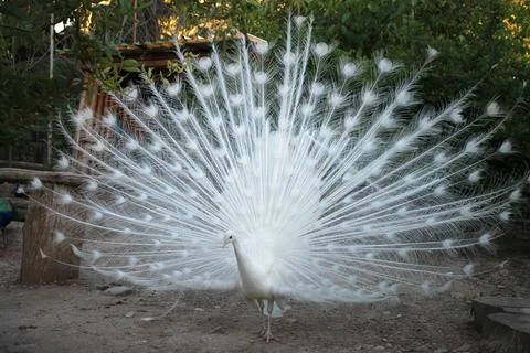 White peacock Stock Photos
