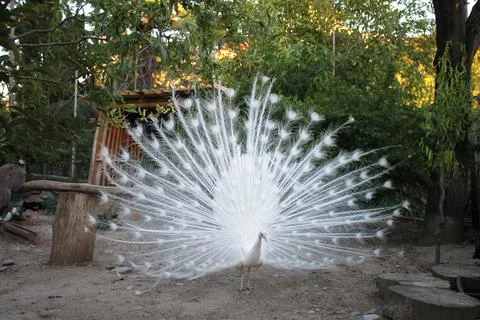 White peacock Stock Photos