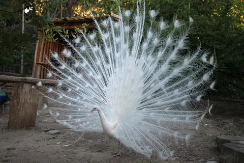 White peacock Stock Photos