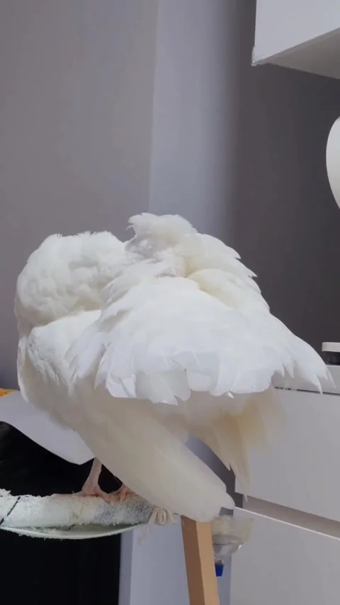 A white peacock preening its feathers while perched on a wooden stand indoors Vidéo 334269351