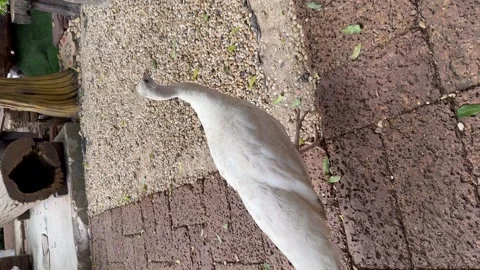 A white peacock quickly eats food in a person's hand, vertical video. Stock Footage 275249032