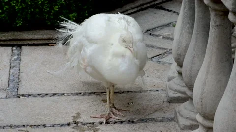 White peacock resting standing on a path Vídeos de archivo 165190446