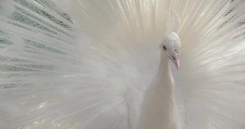 The white peacock shakes his open tail Stock Footage 89306916