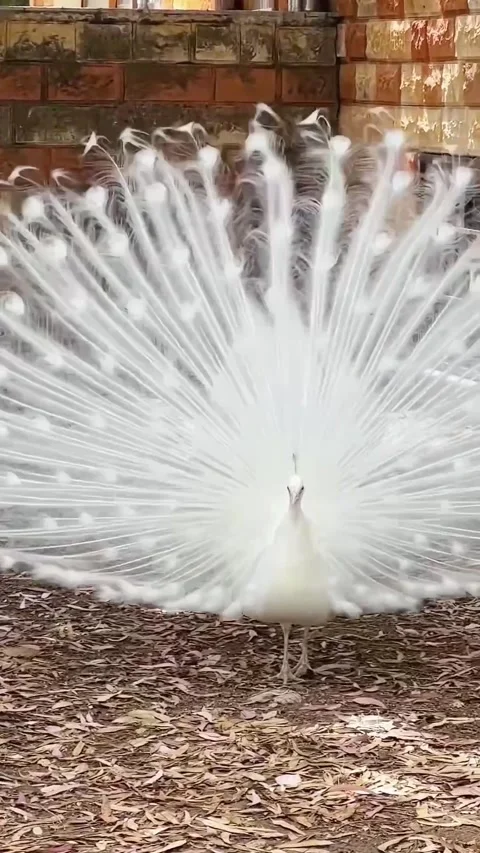 White peacock shaking feathers in display dance – rare bird in motion Stock Footage 305659217