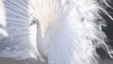 White peacock showing tale Stock Footage 89133792