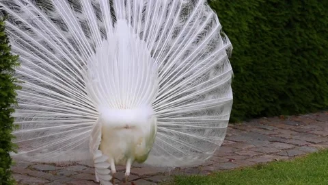 White peacock shows behind Stock Footage 142589818
